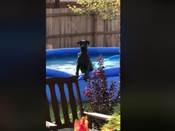 El perro tras percatarse de que su dueño le está vigilando