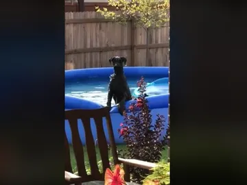 El perro tras percatarse de que su dueño le está vigilando El perro tras percatarse de que su dueño le está vigilando