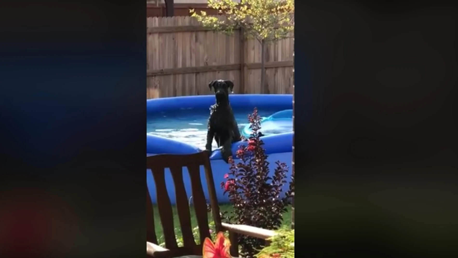 El perro tras percatarse de que su dueño le está vigilando El perro tras percatarse de que su dueño le está vigilando