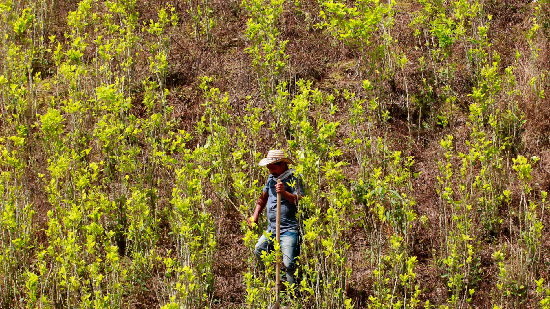 Plantación de cocaína Plantación de cocaína