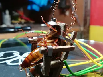 La cucaracha siendo electrocutada La cucaracha siendo electrocutada
