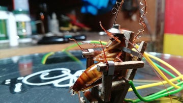 La cucaracha siendo electrocutada