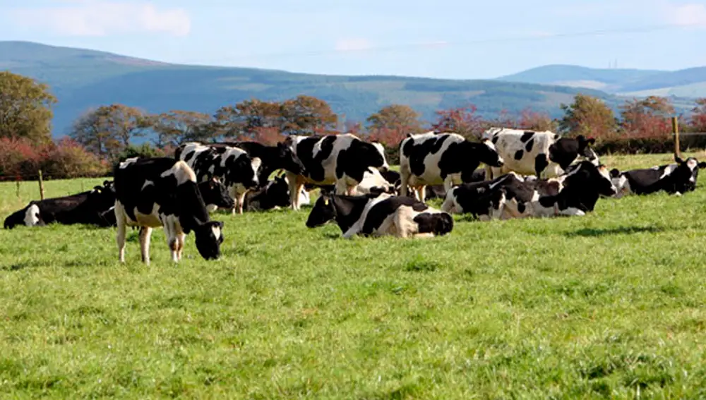 Ganado de vacas