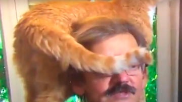 La entrevista gatuna
