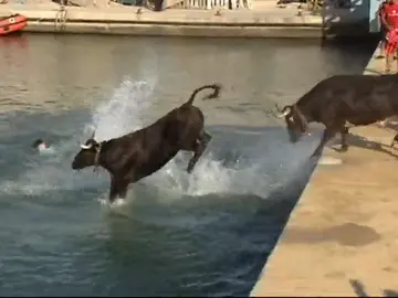El ahogamiento de un toro en els 'bous a la mar' pone en entredicho la declaración de Interés Turístico de la fiesta El ahogamiento de un toro en els 'bous a la mar' pone en entredicho la declaración de Interés Turístico de la fiesta