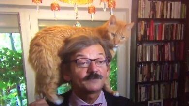 Un gato se convierte en el protagonista inesperado en una entrevista en directo a su dueño