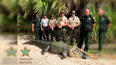 La policía de Florida logra atrapar a un caimán de 4 metros, el de mayor tamaño capturado en dos décadas en esa zona La policía de Florida logra atrapar a un caimán de 4 metros, el de mayor tamaño capturado en dos décadas en esa zona