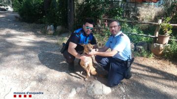 Imagen de la perra rescatada en Esplugues de Llobregat