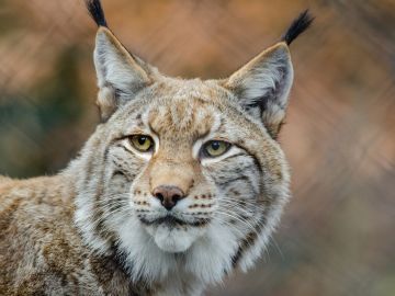 Han muerto atropellados 128 linces en la Península desde 2002 