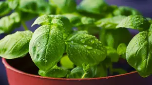 Albahaca Albahaca