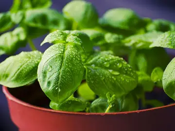Albahaca Albahaca