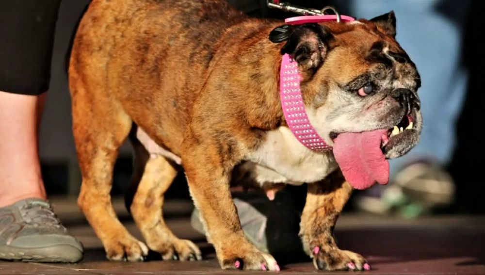 Fallece Zsa Zsa, el perro más feo del mundo 