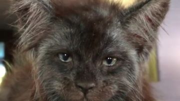 El gato ruso Valkyrie