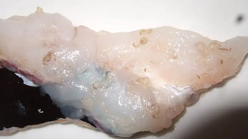 Una merluza infectada por anisakis Las larvas se ven claramente.