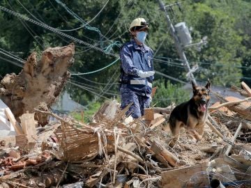 La Fuerza Marítima de Autodefensa de Japón busca víctimas entre los escombros con perros de rescate