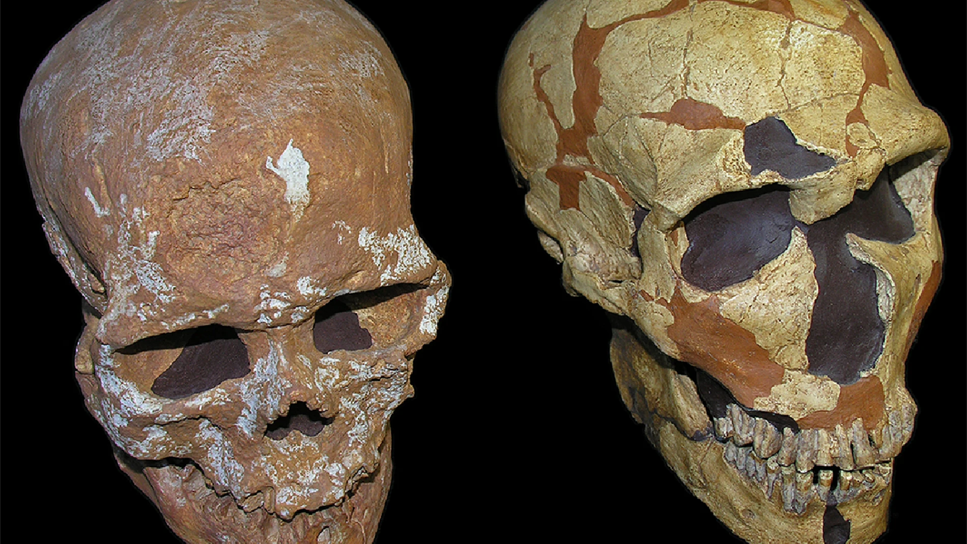 Un craneo revela nueva informacion del sistema visual neandertal Un craneo revela nueva informacion del sistema visual neandertal