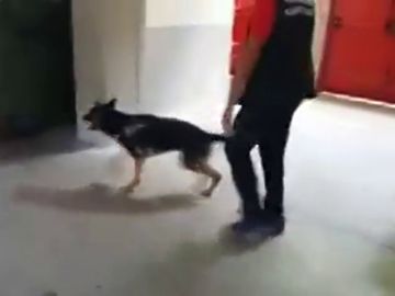 'Tina', la perra que vela por la seguridad durante San Fermín