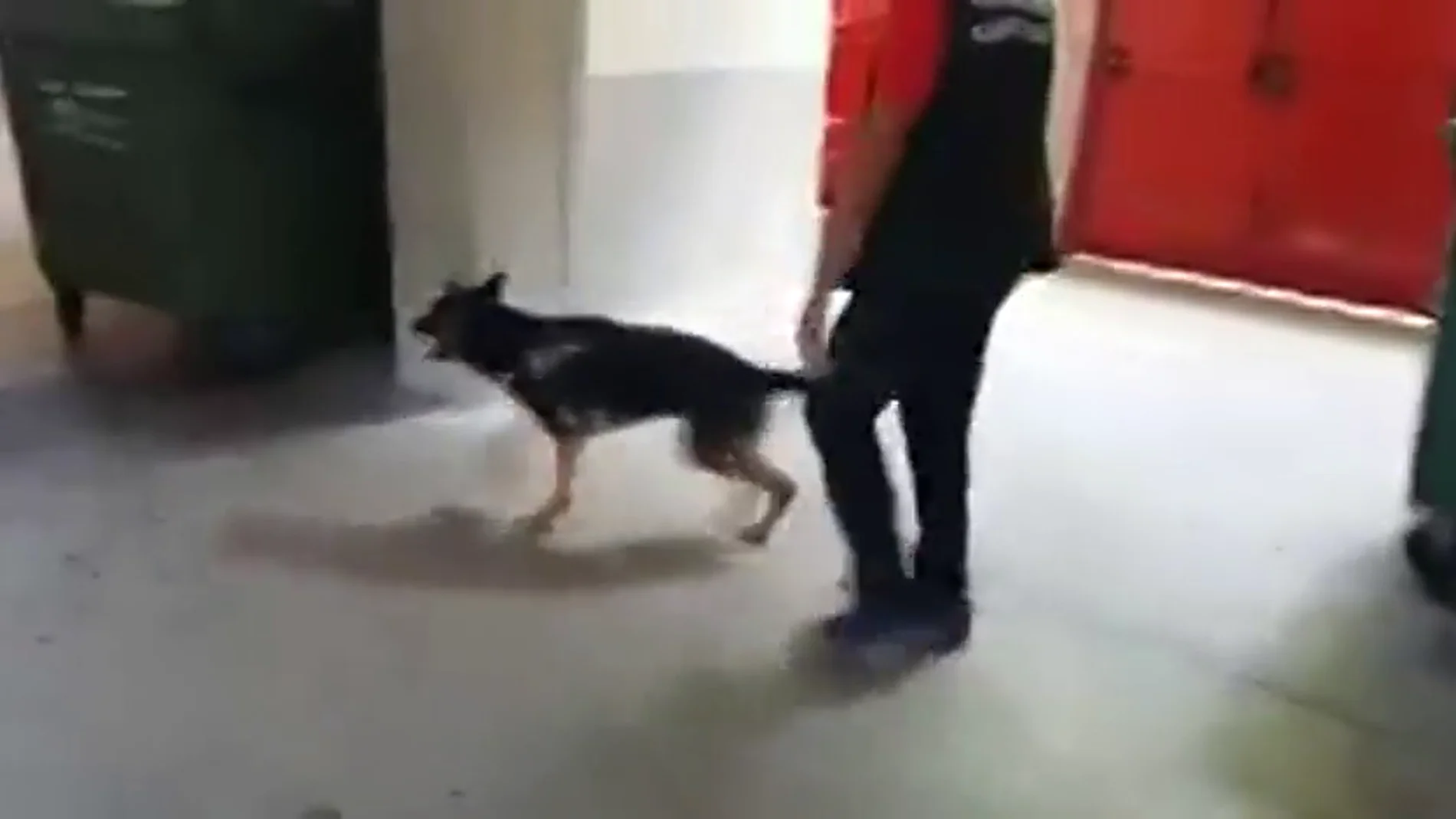 'Tina', la perra que vela por la seguridad durante San Fermín
