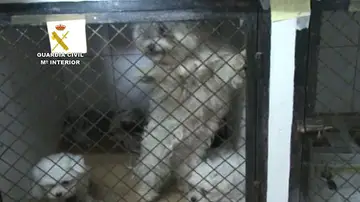 Perros maltratados en Paracuellos del Jarama Perros maltratados en Paracuellos del Jarama