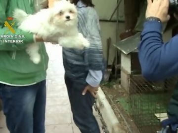 Más de 100 perros maltratados en un centro canino en Madrid