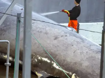 Ballena azul capturada Ballena azul capturada