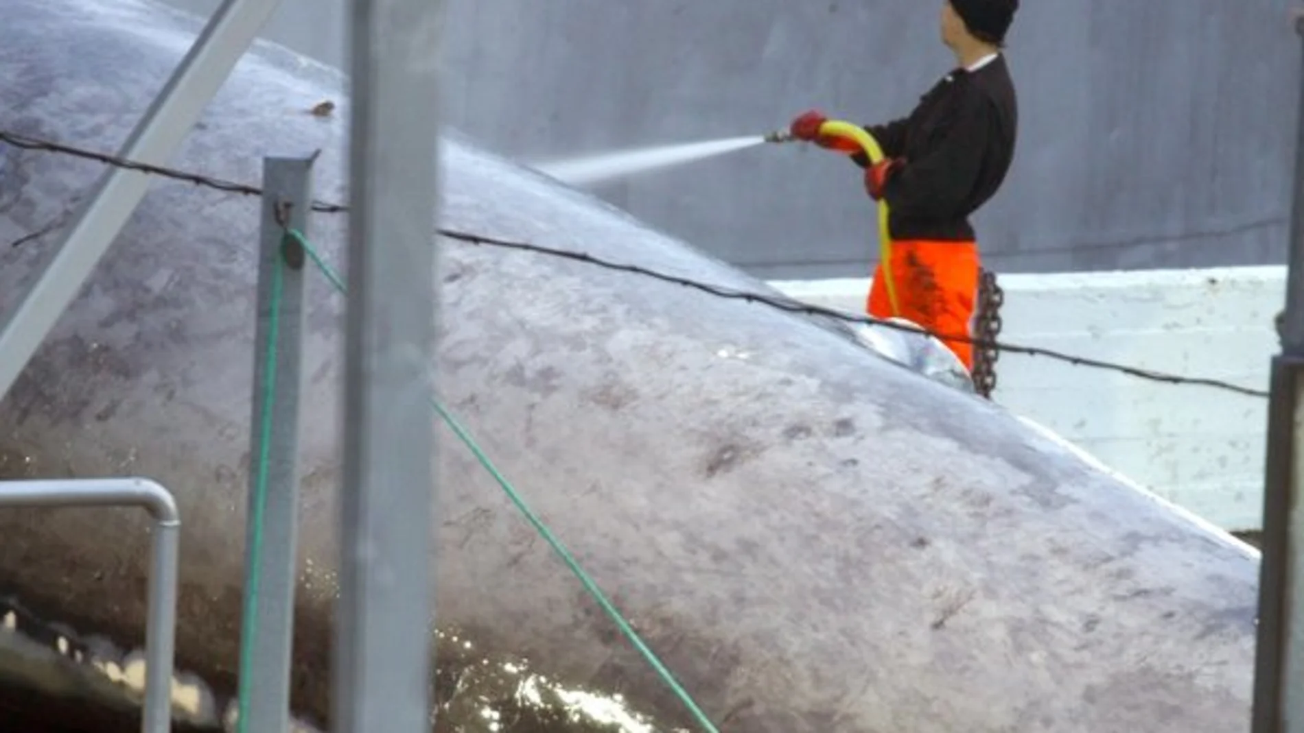 Ballena azul capturada Ballena azul capturada