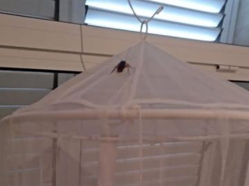 Una cucaracha sobre una mosquitera