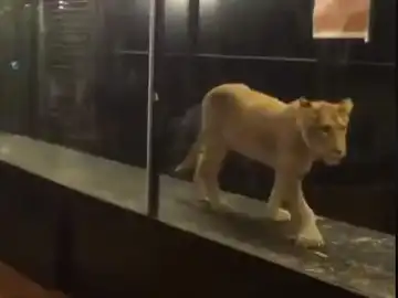 El león encerrado en una cafetería de Estambul El león encerrado en una cafetería de Estambul