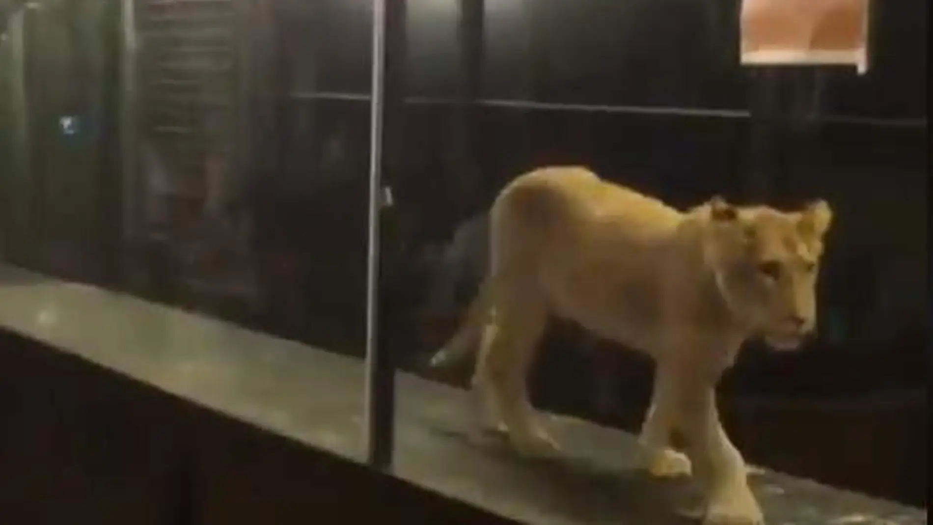 El león encerrado en una cafetería de Estambul El león encerrado en una cafetería de Estambul