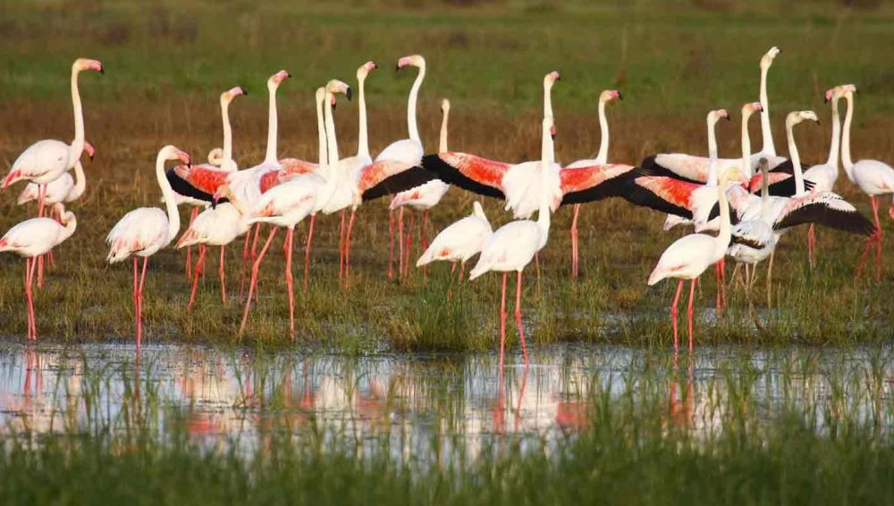 Parque Natural de Doñana, Huelva