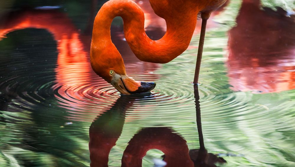 Los mejores sitios para ver flamencos en España