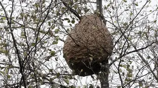 Un enjambre de avispas en Galicia Un enjambre de avispas en Galicia