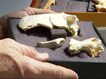 Encuentran en Atapuerca los restos del cráneo de una homínida de más de 300.000 años Encuentran en Atapuerca los restos del cráneo de una homínida de más de 300.000 años