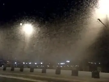 Hordas de insectos infestan las calles de Bielorrusia Hordas de insectos infestan las calles de Bielorrusia