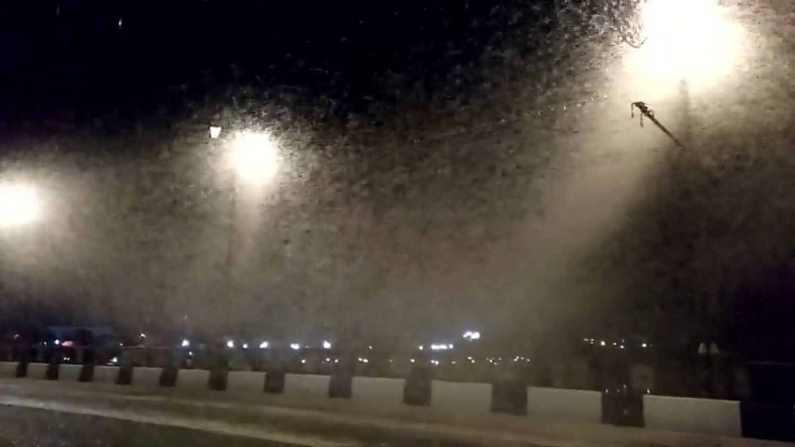 Hordas de insectos infestan las calles de Bielorrusia