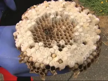 Preocupación en Galicia por las avispas velutinas Preocupación en Galicia por las avispas velutinas