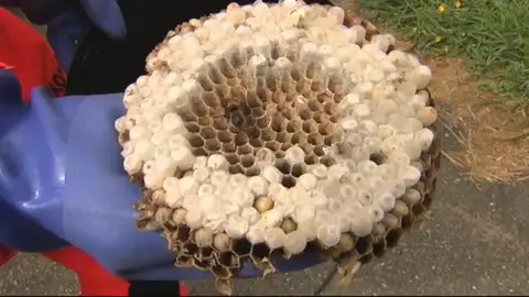 Preocupación en Galicia por las avispas velutinas Preocupación en Galicia por las avispas velutinas