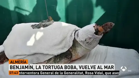 TORTUGA TORTUGA