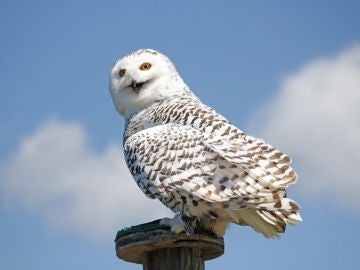 Hedwig, la lechuza de Harry Potter