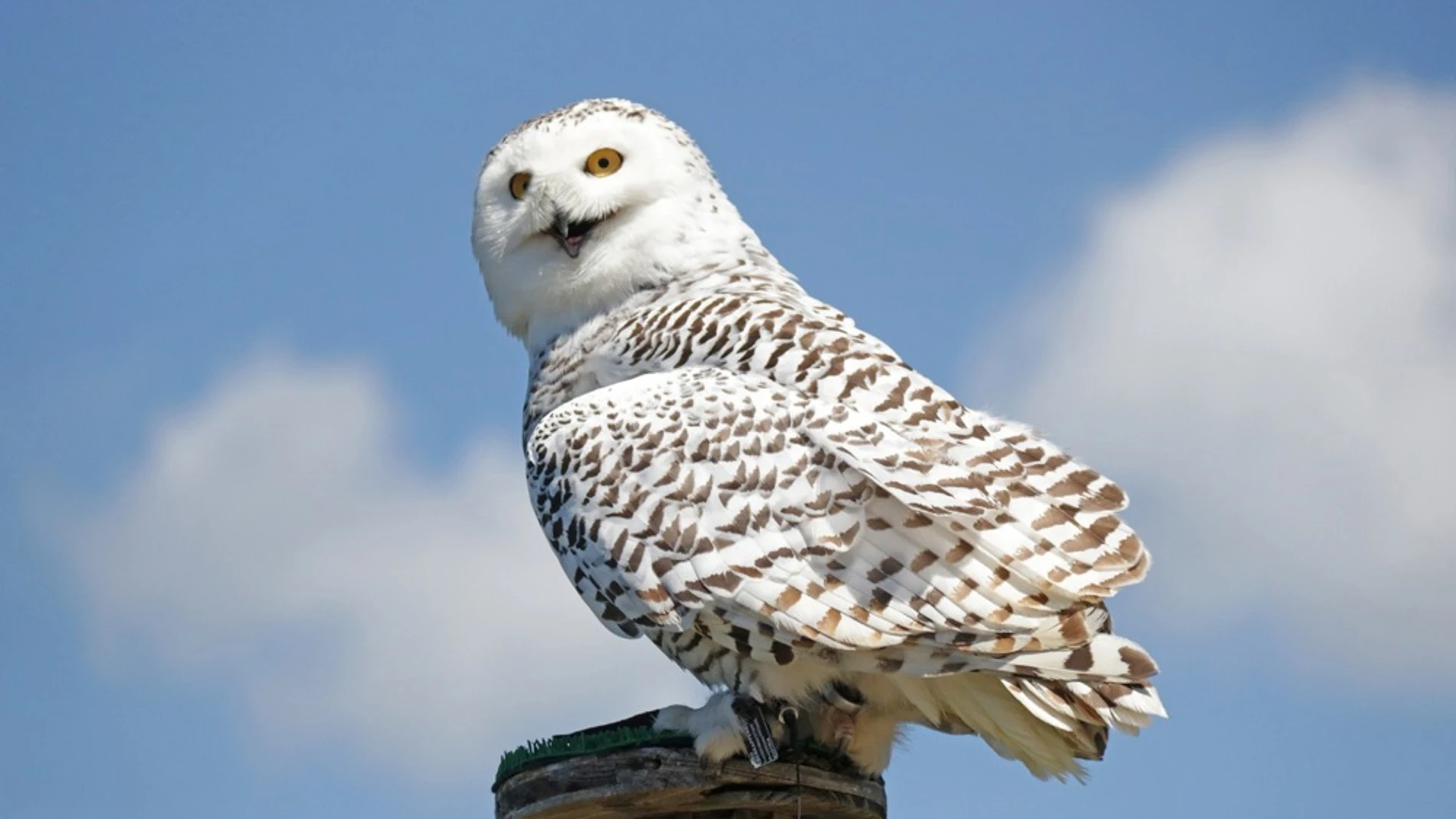 Hedwig, la lechuza de Harry Potter Hedwig, la lechuza de Harry Potter
