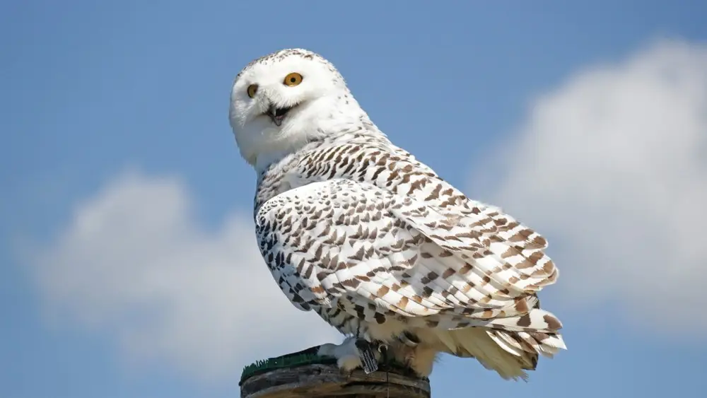 Hedwig, la lechuza de Harry Potter