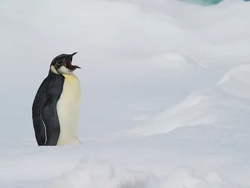 Pingüino Emperador Pingüino Emperador