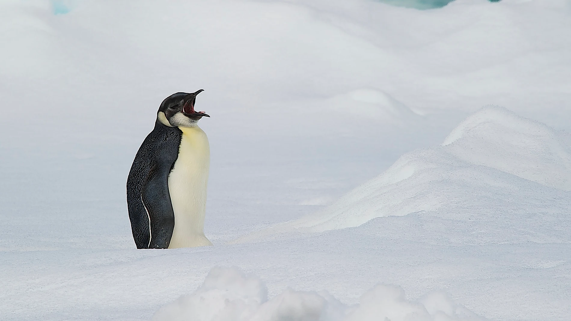 Pingüino Emperador Pingüino Emperador