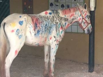 Fotografía de un caballo pintado durante una actividad escolar