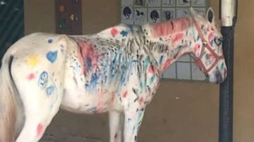 Fotograf&iacute;a de un caballo pintado durante una actividad escolar