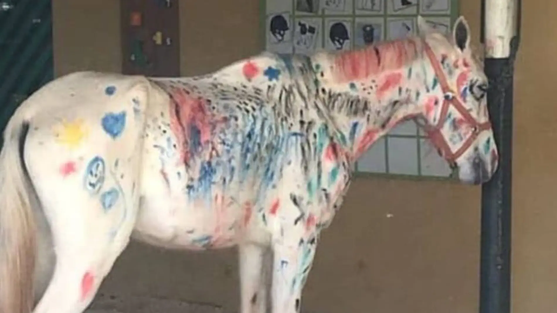 Fotografía de un caballo pintado durante una actividad escolar Fotografía de un caballo pintado durante una actividad escolar