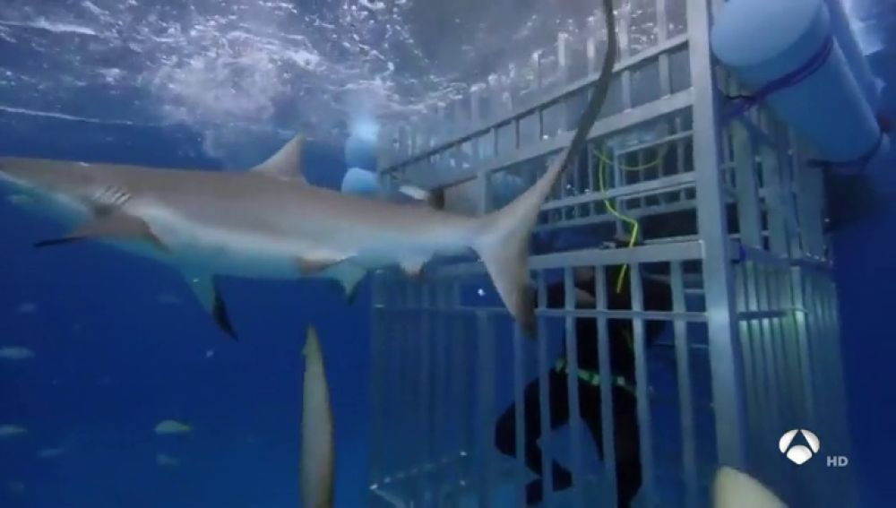 El susto de Shaquille O´Neal con los tiburones en una televisión americana