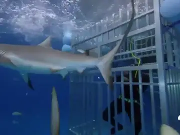 El susto de Shaquille O´Neal con los tiburones en una televisión americana El susto de Shaquille O´Neal con los tiburones en una televisión americana