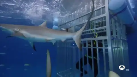 El susto de Shaquille O´Neal con los tiburones en una televisión americana El susto de Shaquille O´Neal con los tiburones en una televisión americana