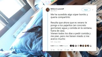 Un gorrión en la ventana